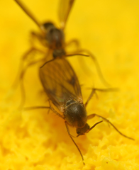 Platurocypta testata