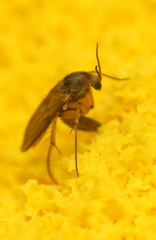 Platurocypta testata