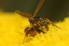 Platurocypta testata