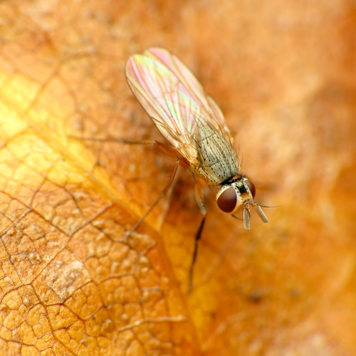 Atherigona reversura Villeneuve, 1936