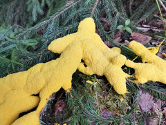 Platurocypta testata