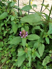 Prunella vulgaris vulgaris
