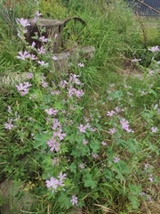 Malva thuringiaca