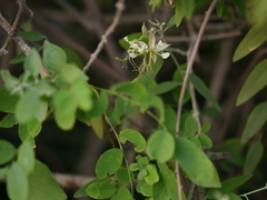 Cadaba fruticosa