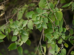 Cadaba fruticosa