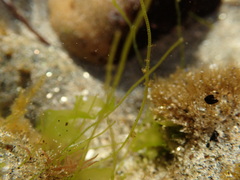 Chaetomorpha linum