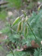 Oxytropis owerinii