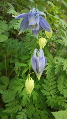 Aquilegia alpina