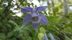 Aquilegia alpina