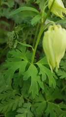Aquilegia alpina
