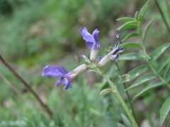 Oxytropis owerinii