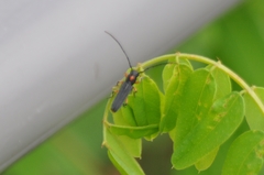 Phytoecia rufiventris