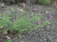 Astragalus onobrychis