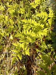 Gymnocarpium jessoense