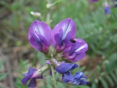 Oxytropis owerinii