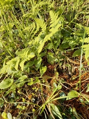 Gymnocarpium jessoense