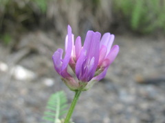 Astragalus onobrychis