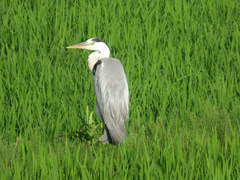 Ardea cinerea