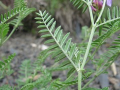 Astragalus onobrychis