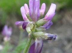 Astragalus onobrychis