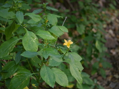 Barleria prionitis