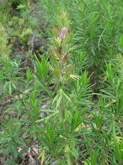 Dracocephalum austriacum
