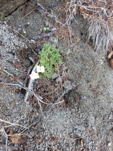 Draba ussuriensis iNat (2)