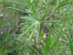 Dracocephalum austriacum
