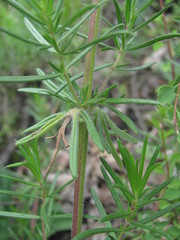 Dracocephalum austriacum
