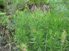 Dracocephalum austriacum