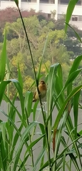 Ploceus philippinus