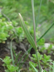 Poa badensis