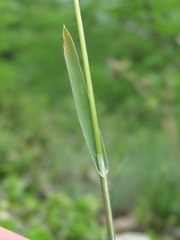 Poa badensis