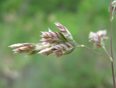 Poa badensis