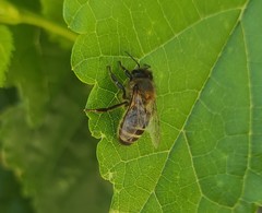 Apis mellifera