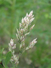 Poa badensis