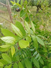 Annona squamosa