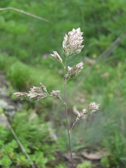 Poa badensis