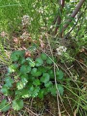 Micranthes nelsoniana