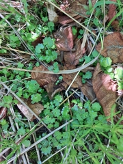 Micranthes nelsoniana