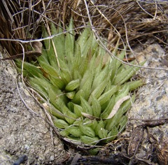 Haworthia herbacea