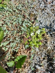 Stellaria ruscifolia