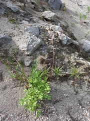 Artemisia leucophylla