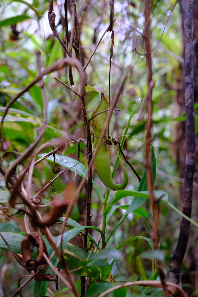 Nepenthes armin Jebb & Cheek 2