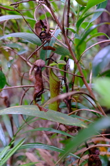 Nepenthes armin