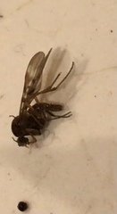 Sylvicola neozelandicus