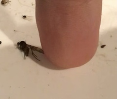 Sylvicola neozelandicus