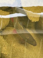 Leuciscus idus