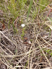 Stellaria ciliatosepala