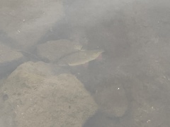 Leuciscus idus